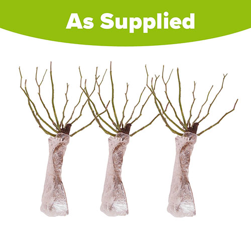 Climbing Rose Bare Root Collection Climbing Rose Bare Root Collection