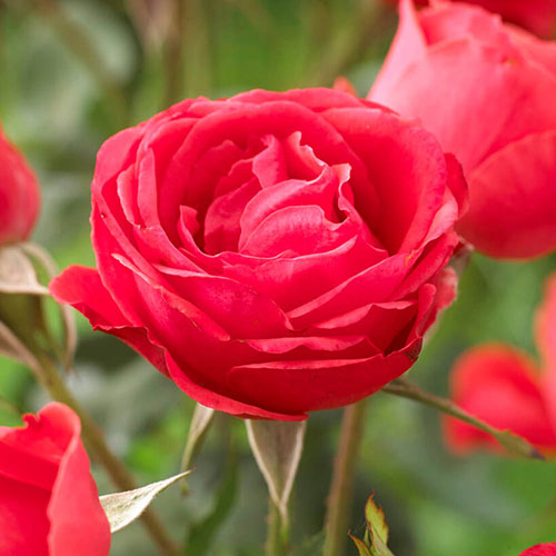 Garden Glamour Rose Collection Garden Glamour Rose Collection