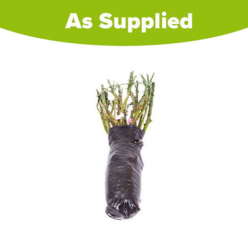 Garden Glamour Rose Collection Garden Glamour Rose Collection