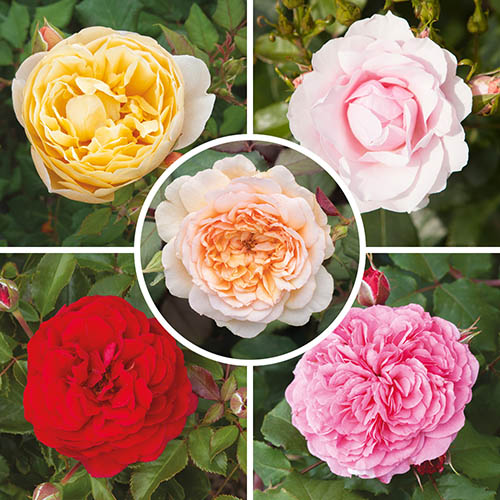 Classic Old English Shrub Rose Collection Classic Old English Shrub Rose Collection