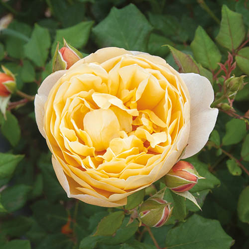 Classic Old English Shrub Rose Collection Classic Old English Shrub Rose Collection