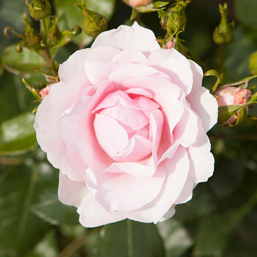 Classic Old English Shrub Rose Collection Classic Old English Shrub Rose Collection