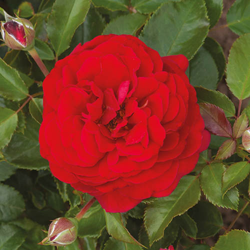 Classic Old English Shrub Rose Collection Classic Old English Shrub Rose Collection