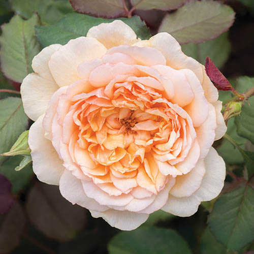 Classic Old English Shrub Rose Collection Classic Old English Shrub Rose Collection