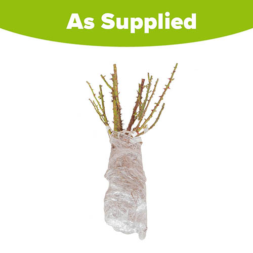 Classic Old English Shrub Rose Collection Classic Old English Shrub Rose Collection