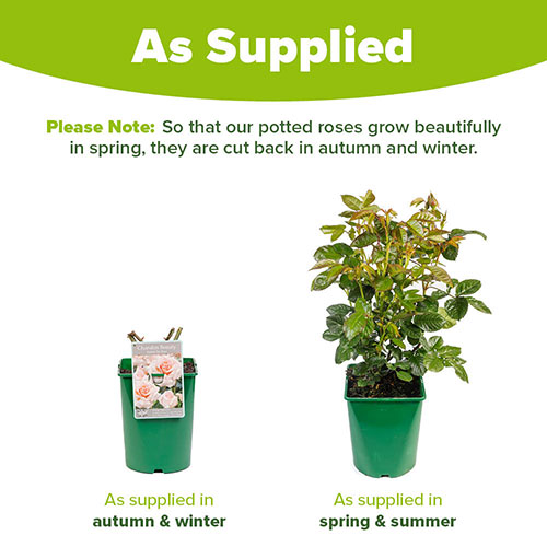 Rose Chandos Beauty ® Rose Chandos Beauty ®