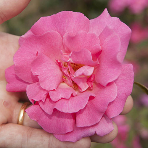 Climbing Rose Zephirine Drouhin Climbing Rose Zephirine Drouhin