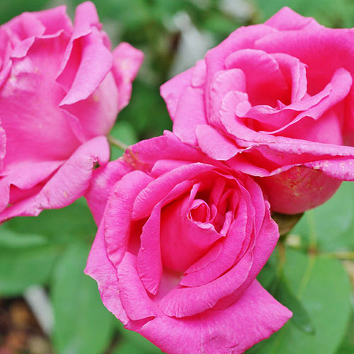 Climbing Rose Zephirine Drouhin Climbing Rose Zephirine Drouhin