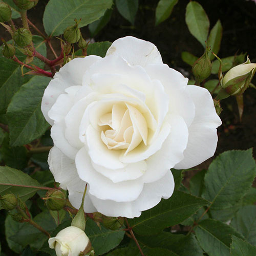 Rose Iceberg Rose Iceberg