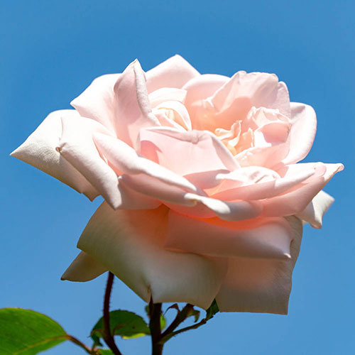 Climbing Rose New Dawn Climbing Rose New Dawn 