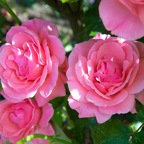 Patio Standard Rose Pink Patio Standard Rose Pink