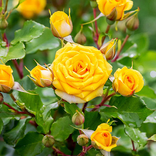 Pair of Patio Standard Yellow Roses Pair of Patio Standard Yellow Roses