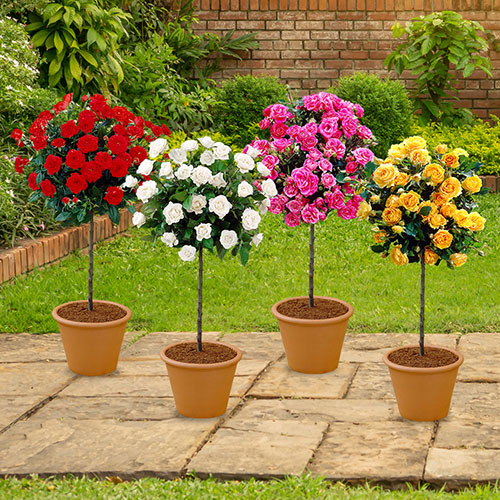 Patio Standard Rose Collection Patio Standard Rose Collection