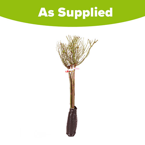 Patio Standard Rose Collection Patio Standard Rose Collection