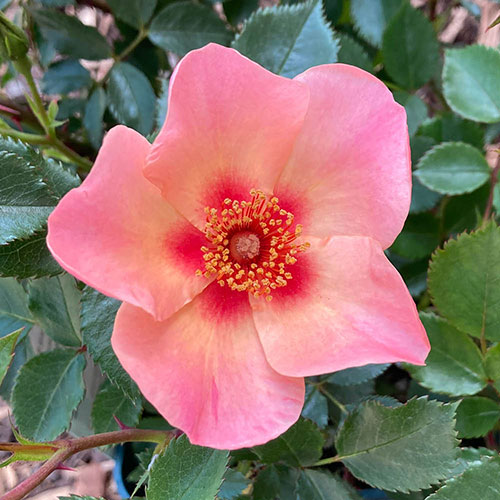 Rose of the Year 2015 For Your Eyes Only Rose of the Year 2015 For Your Eyes Only