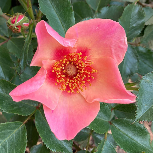 Rose of the Year 2015 For Your Eyes Only Rose of the Year 2015 For Your Eyes Only