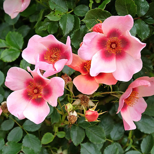 Rose of the Year 2015 For Your Eyes Only Rose of the Year 2015 For Your Eyes Only