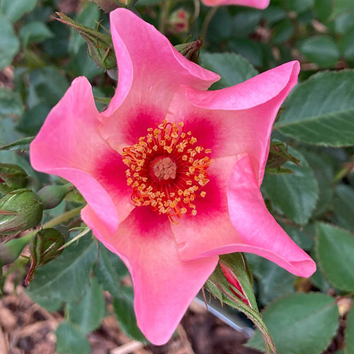 Rose of the Year 2015 For Your Eyes Only Rose of the Year 2015 For Your Eyes Only