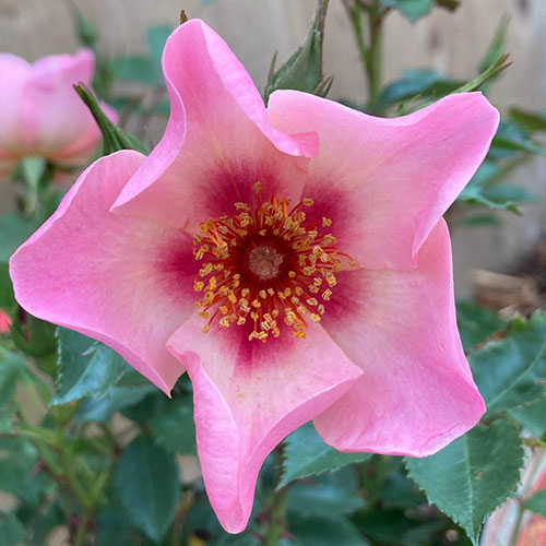 Rose of the Year 2015 For Your Eyes Only Rose of the Year 2015 For Your Eyes Only