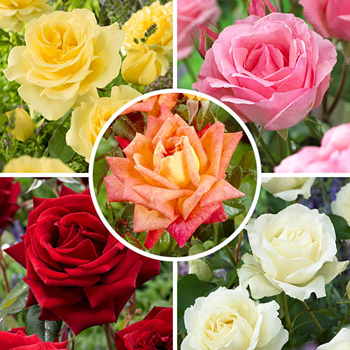 The Best Ever Hybrid Tea Rose Collection The Best Ever Hybrid Tea Rose Collection