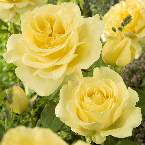 The Best Ever Hybrid Tea Rose Collection The Best Ever Hybrid Tea Rose Collection