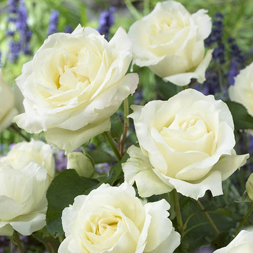 The Best Ever Hybrid Tea Rose Collection The Best Ever Hybrid Tea Rose Collection