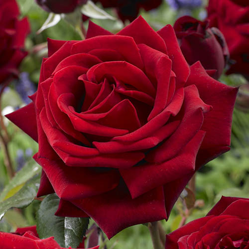 The Best Ever Hybrid Tea Rose Collection The Best Ever Hybrid Tea Rose Collection