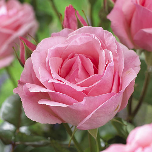 The Best Ever Hybrid Tea Rose Collection The Best Ever Hybrid Tea Rose Collection