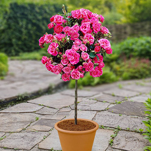 Patio Standard Pink Rose