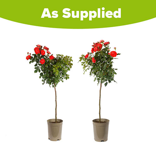 Pair of Patio Standard Red Roses Pair of Patio Standard Red Roses