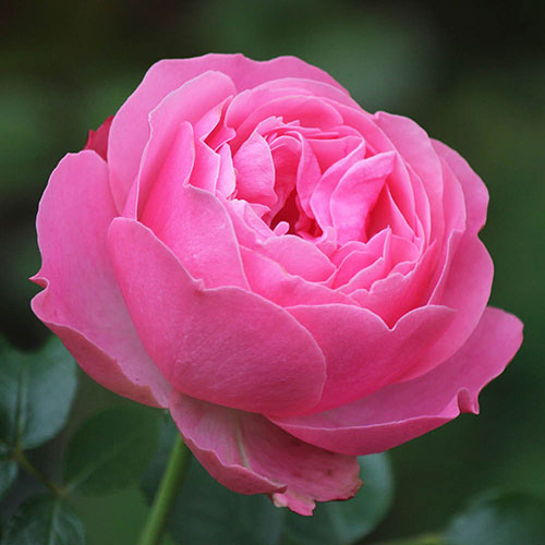 Pair of Patio Standard Pink Roses Pair of Patio Standard Pink Roses