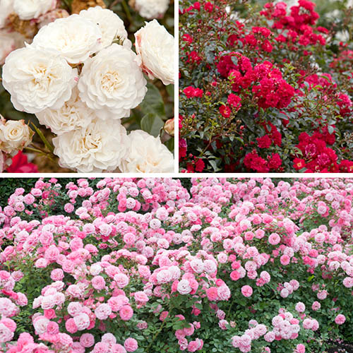 Groundcover Roses - Classic Collection Groundcover Roses - Classic Collection