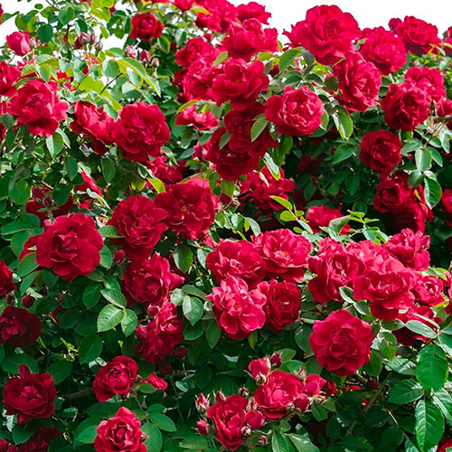Groundcover Roses - Classic Collection Groundcover Roses - Classic Collection
