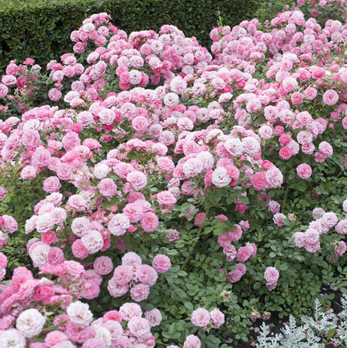 Groundcover Roses - Classic Collection Groundcover Roses - Classic Collection