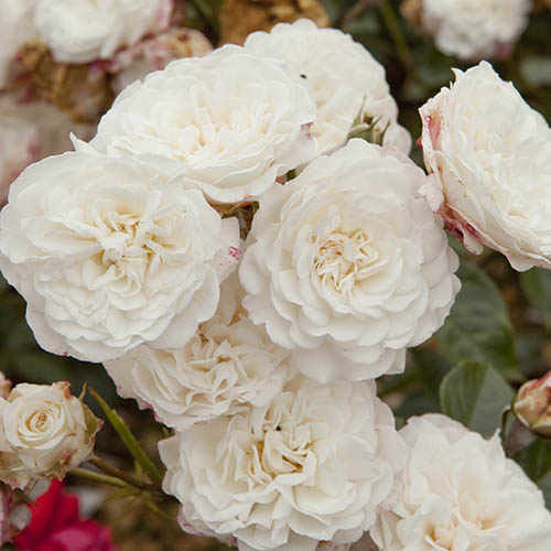 Groundcover Roses - Classic Collection Groundcover Roses - Classic Collection