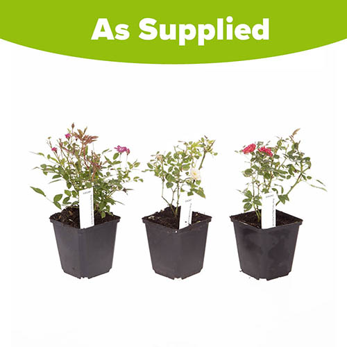 Groundcover Roses - Classic Collection Groundcover Roses - Classic Collection
