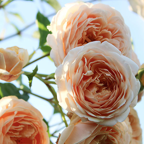 Patio Standard Peach Rose Patio Standard Peach Rose