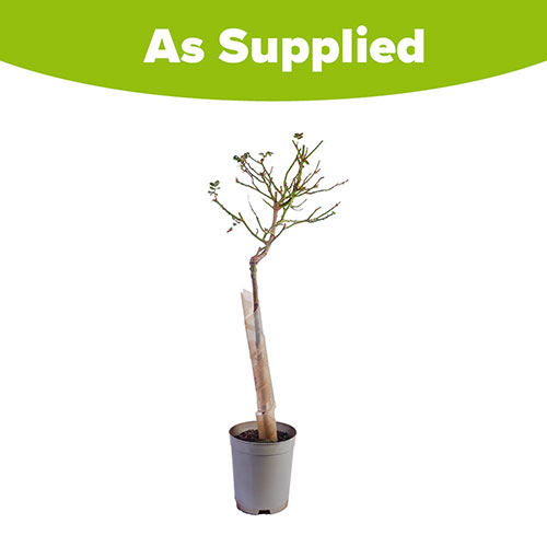 Patio Standard Peach Rose Patio Standard Peach Rose