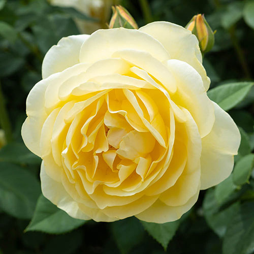 Yellow Patio Standard Rose Yellow Patio Standard Rose