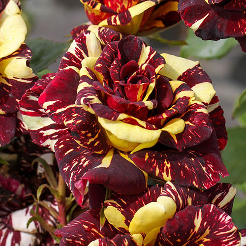 Rose Abracadabra Rose Abracadabra