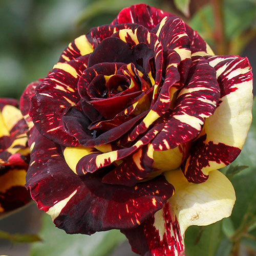 Rose Abracadabra Rose Abracadabra