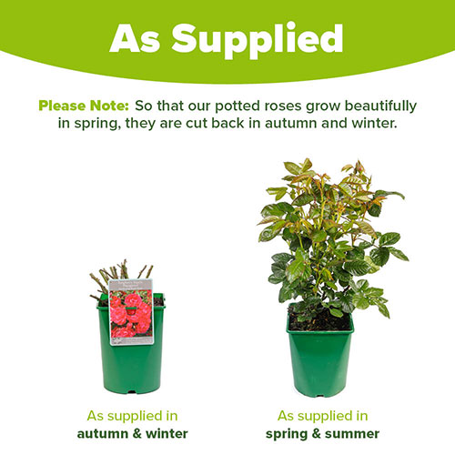 Rose Raspberry Ripple (Papageno) Rose Raspberry Ripple (Papageno)