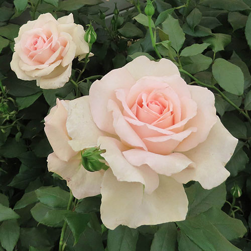 Rose Chandos Beauty Rose Chandos Beauty