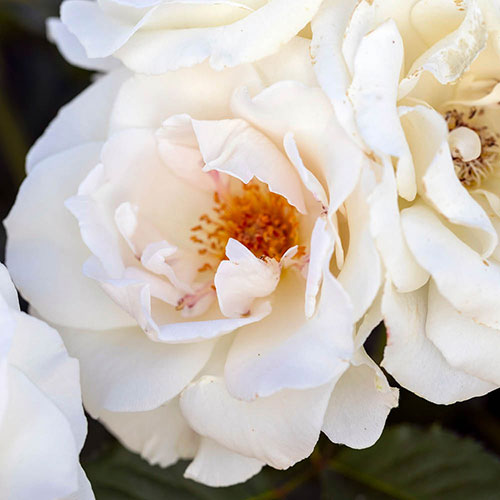 Rose Margaret Merril Rose Margaret Merril