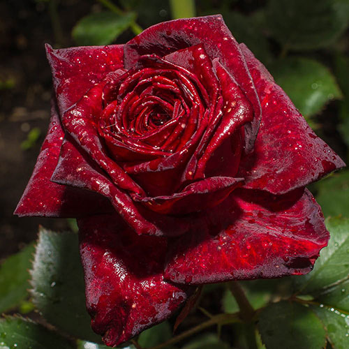 Rose Black Baccara Rose Black Baccara