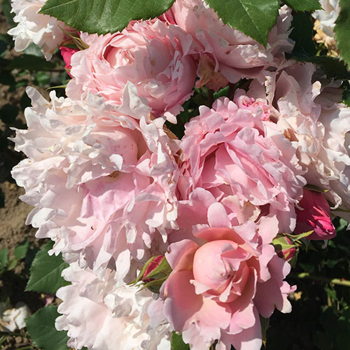 Rose Sophie Rochas Rose Sophie Rochas