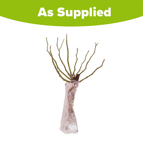 The Queen Elizabeth II Rose The Queen Elizabeth II Rose