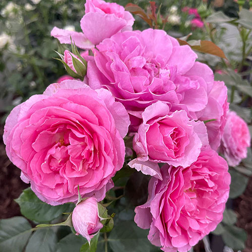 Rose Platinum Jubilee Rose Platinum Jubilee