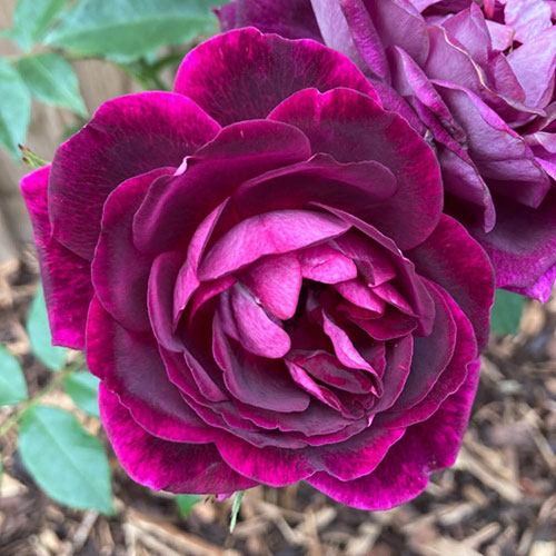 Rose Burgundy Ice Rose Burgundy Ice