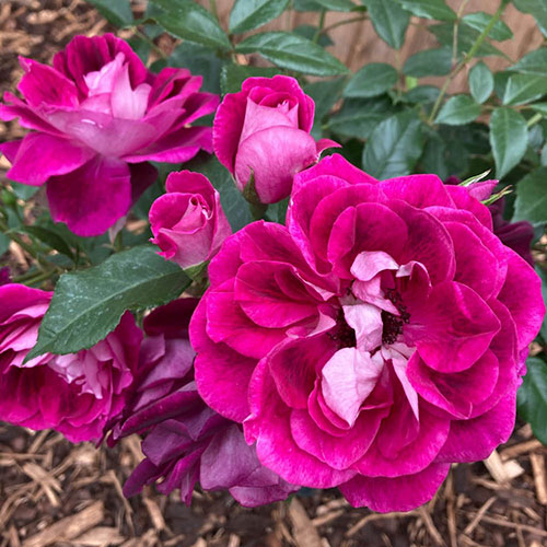 Rose Burgundy Ice Rose Burgundy Ice